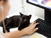 Кошка с клавиатурой